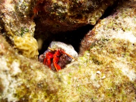 Red Reef Hermit Crab IMG 7735